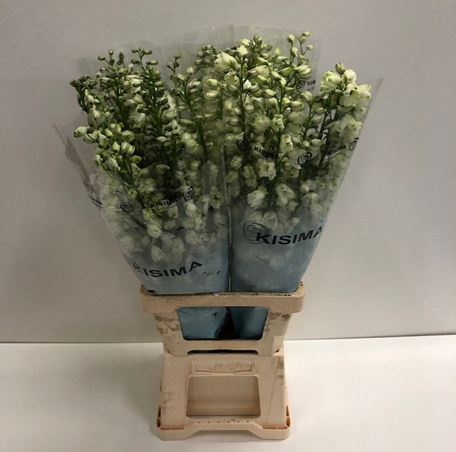 Delphinium el guardian white.jpg